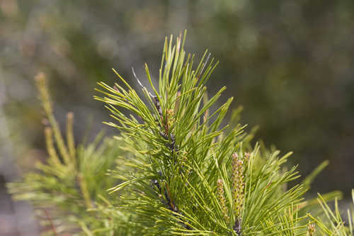 Pinus clausa #9